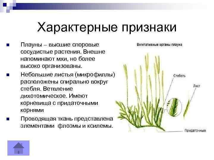 Какие признаки характерны для отдела один из представителей которого изображен на рисунке папоротник