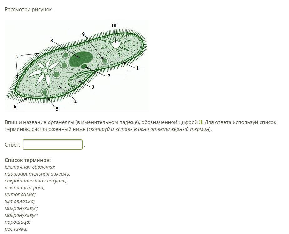 Какую функцию выполняет органоид обозначенный цифрой 5. Укажи название органеллы, обозначенной цифрой 1.. укажи название органеллы обозначенной цифрой 2. функция органеллы обозначенной цифрой 1. функция органеллы обозначенной цифрой.