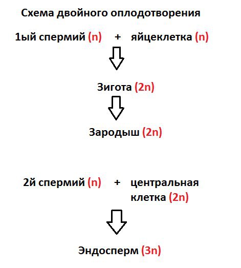 Составьте схему двойного оплодотворения которая отражала бы суть процесса