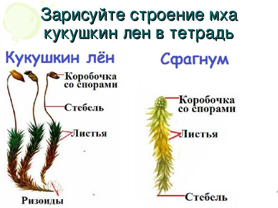 Листостебельные мхи строение. Строение мха сфагнума.