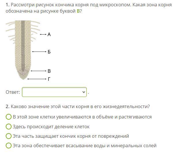 Рассмотри рисунок кончика корня под микроскопом какая зона корня обозначена на рисунке буквой а