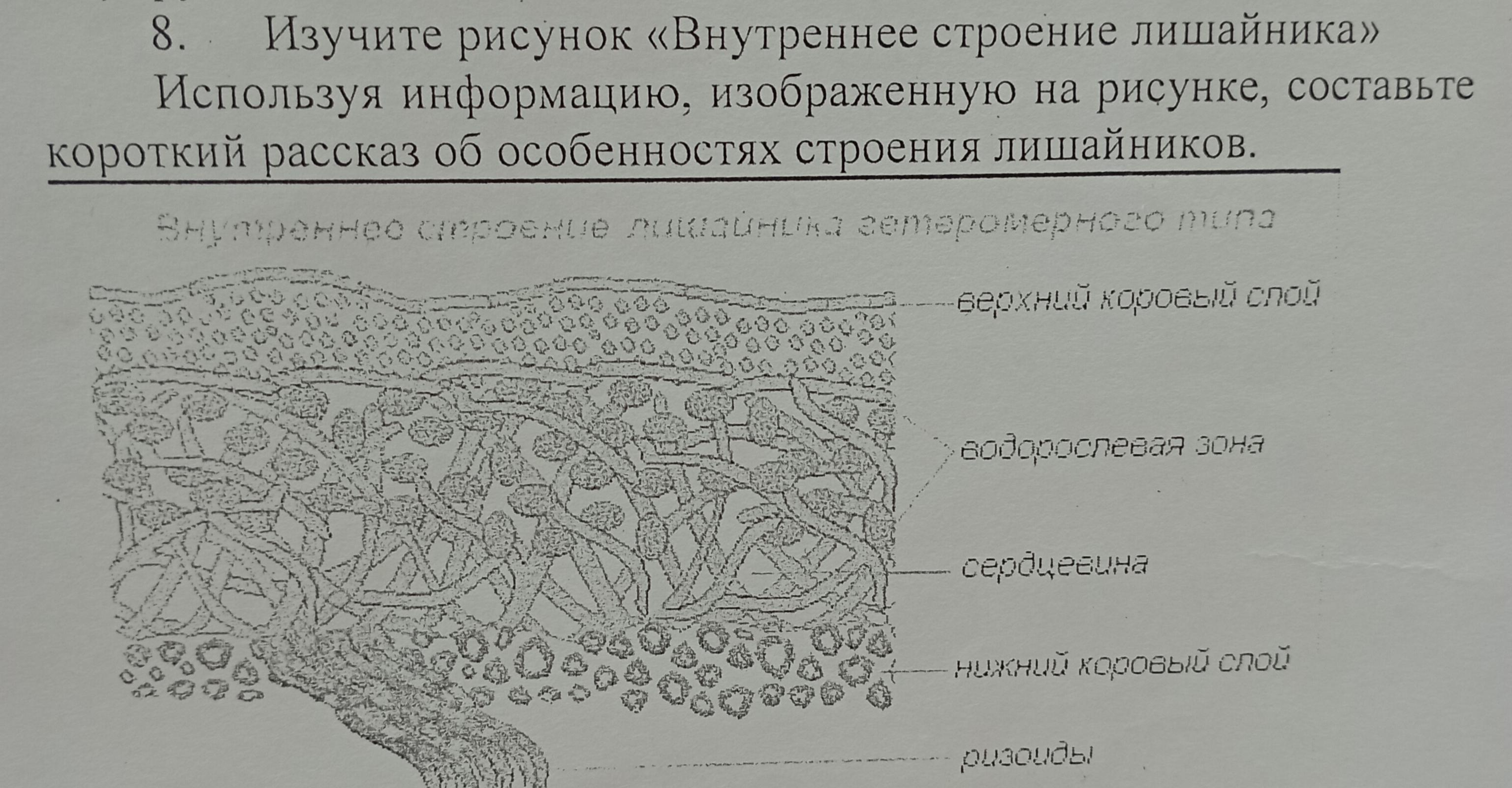 Лабораторная работа изучение строения лишайников ответы Лабораторная работа изучение строения лишайников ответы