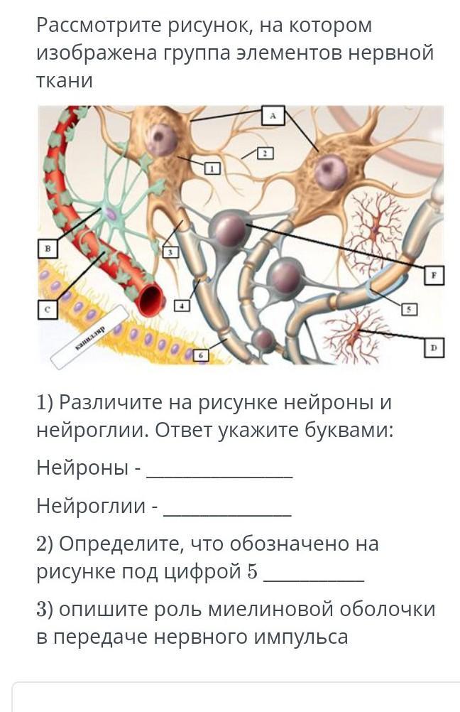 Какие ткани изображены на картинке нервные ткани