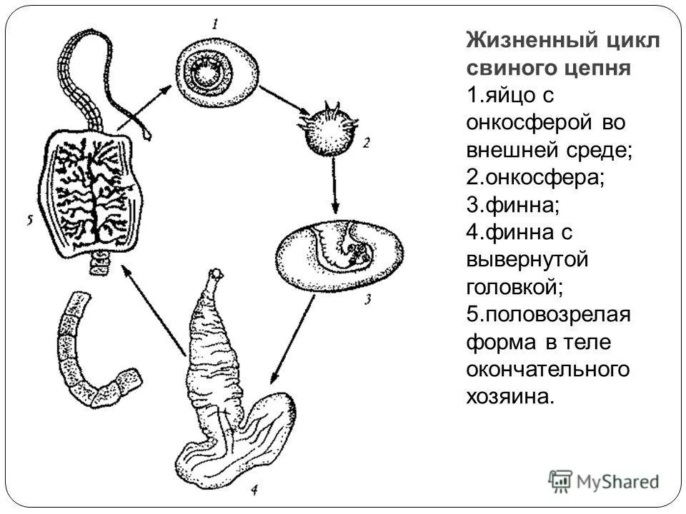 Проникновение онкосфер через стенку кишечника в кровеносное русло превращение онкосфер в финны