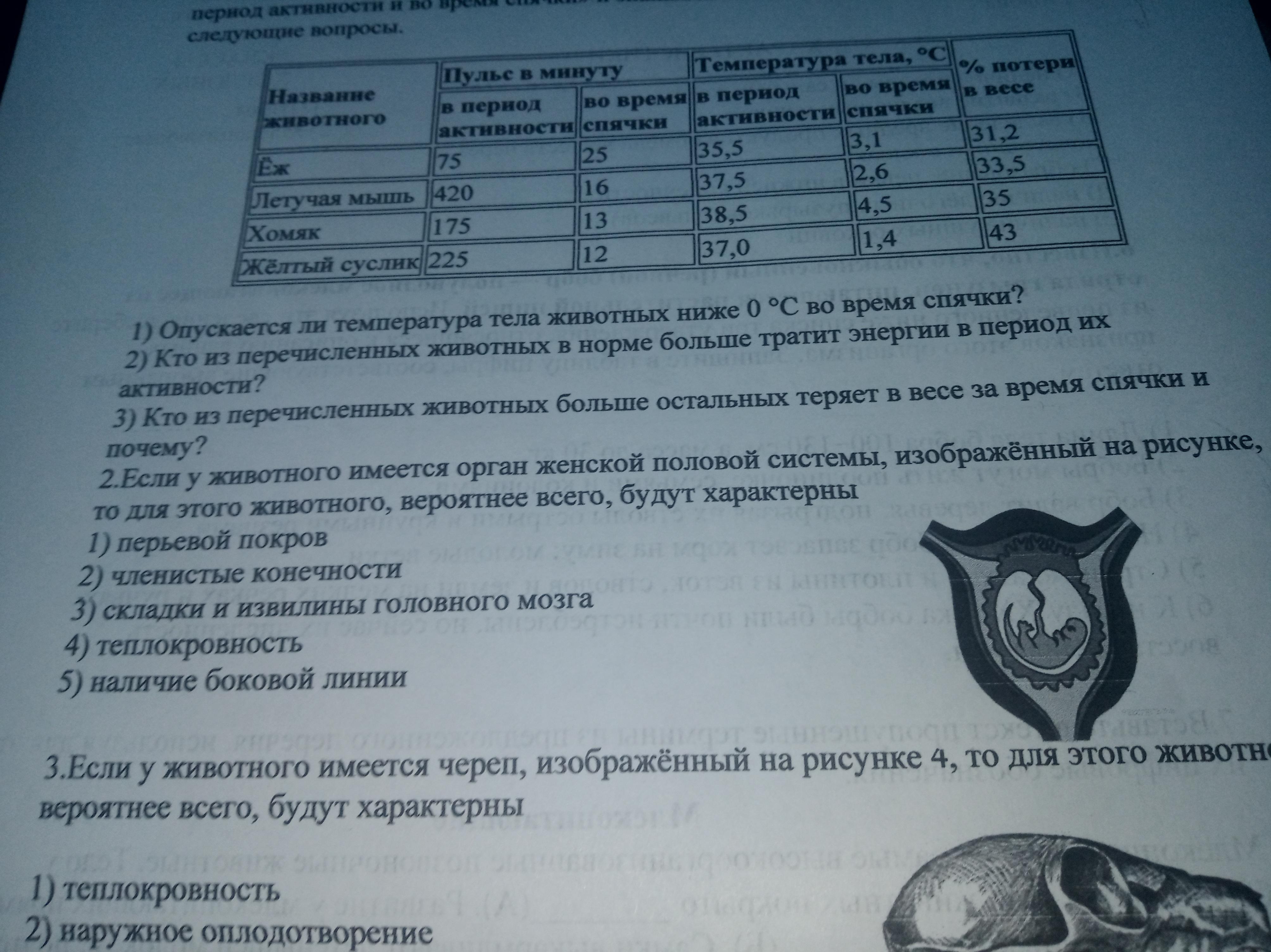 Размеры полового органа женщины