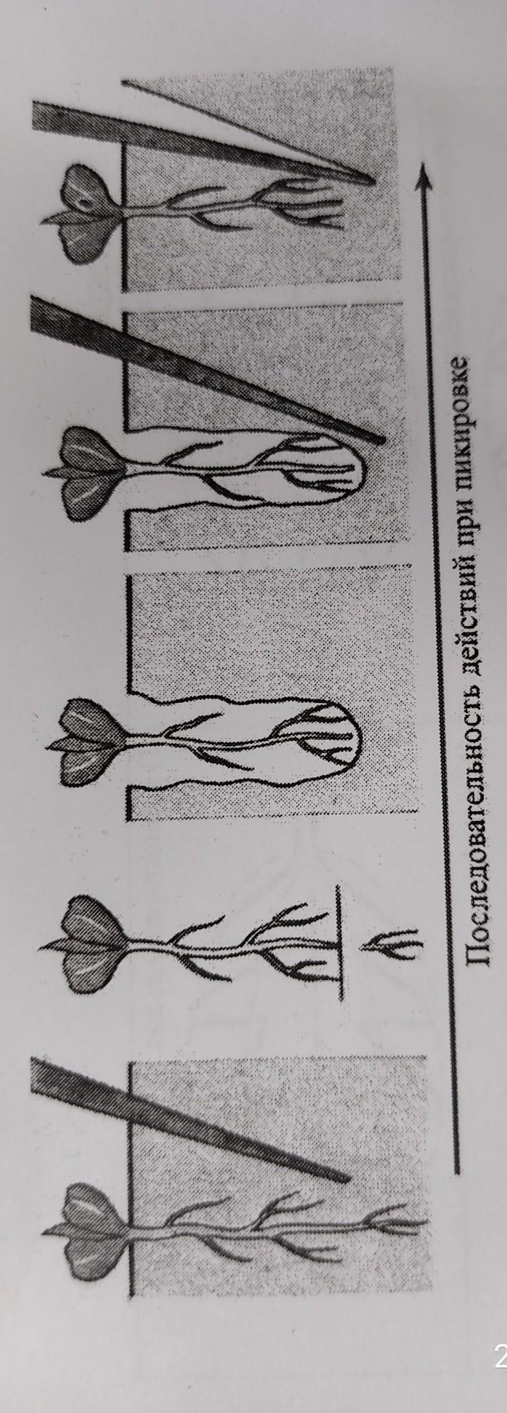 Название овощных культур. Профессия овощевод и цветовод. Овощевод профессия. Растения открытого и защищенного грунта. Профессия овощевод картинки для детей.