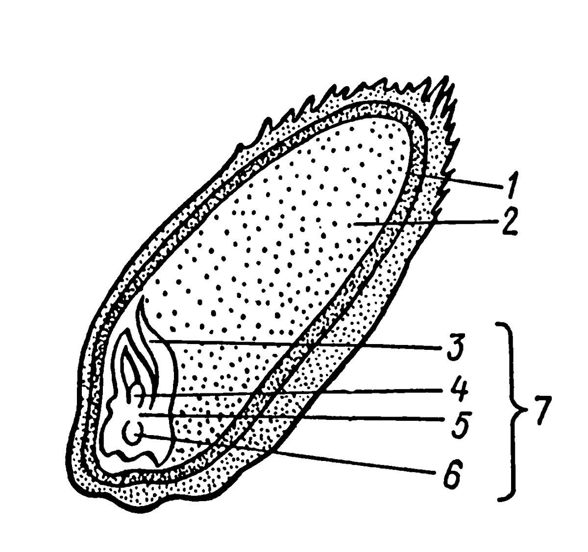 Рассмотри рисунок семени и укажи что обозначено цифрой 1