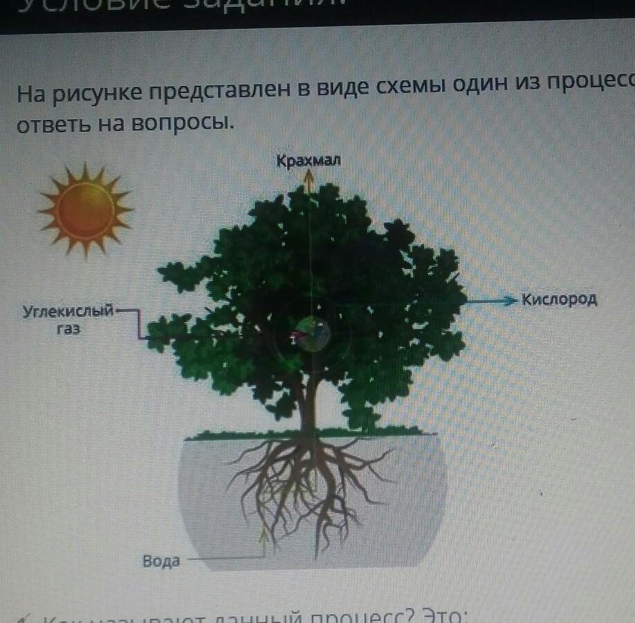 На представленном ниже рисунке ученик зафиксировал один из процессов жизнедеятельности растений