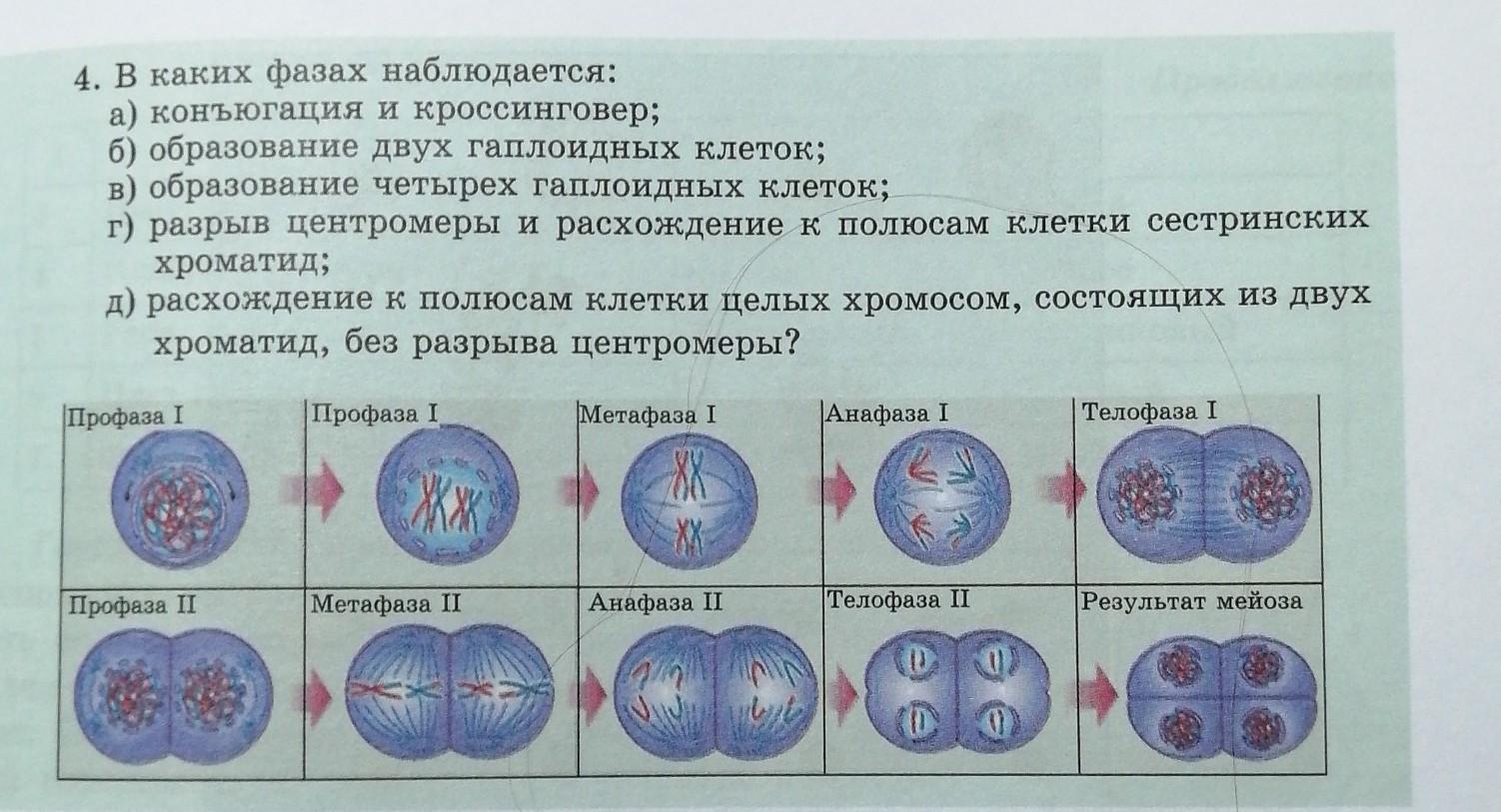 Образование четырех клеток из одной. Конъюгация мейоз. Образование четырех гаплоидных клеток.