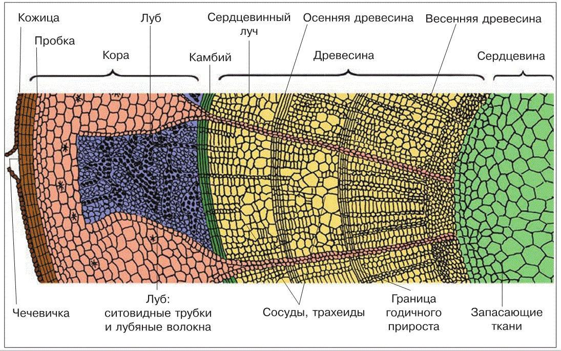 Рассмотри рисунок расположи слои стебля по предложенным номерам и назови из каких тканей они состоят