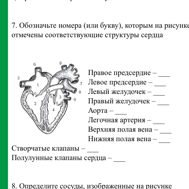 Обозначьте номер которым на рисунке отмечена соответствующая структура сердца