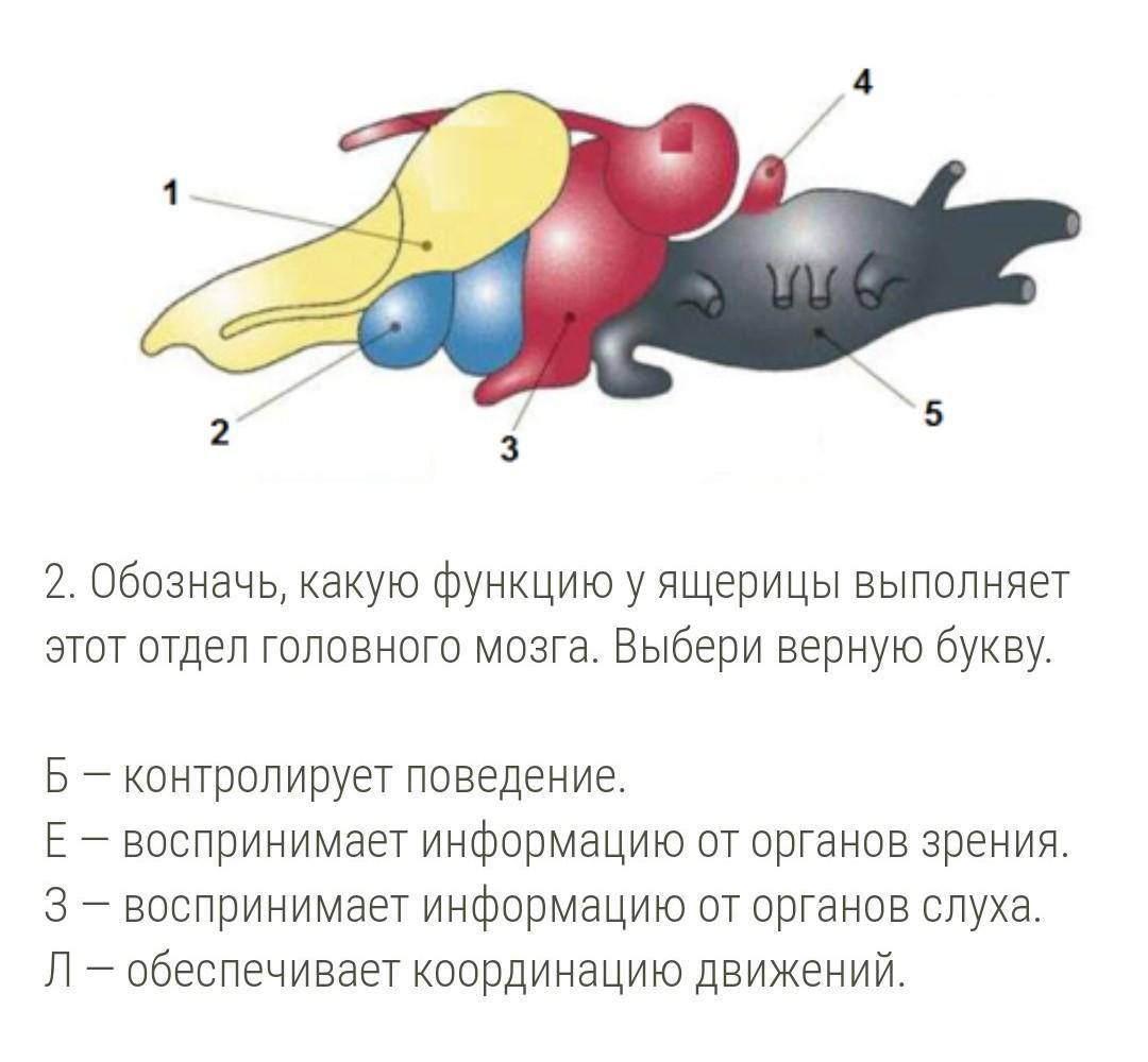 Какой цифрой на рисунке обозначен головной мозг голубя