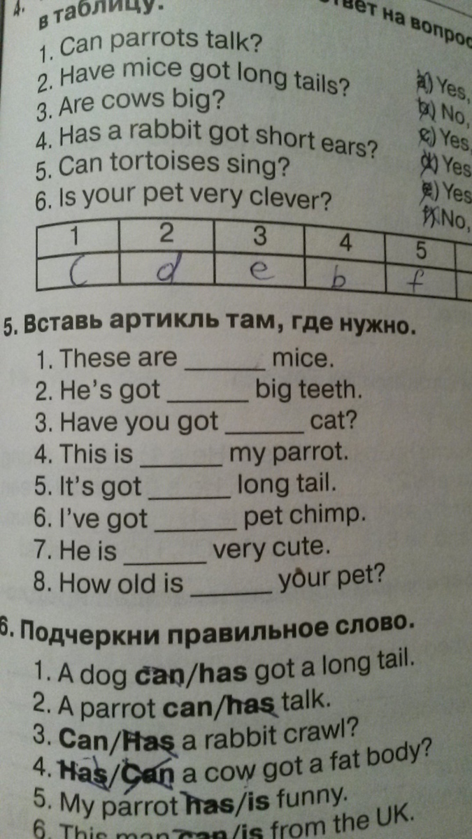 A mouse has got a long tail. Can Parrots talk ответ на вопрос. Подбери правильный ответ на вопрос can Parrots. Подчеркни правильное слово a Dog can/has got a long Tail. Подчеркни правильное слово a Dog can/has.