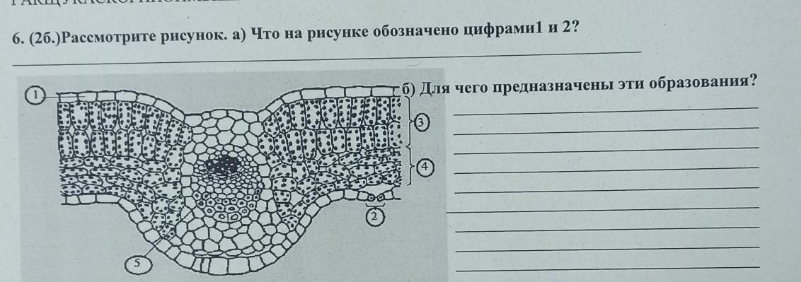 Определите что на рисунке обозначено цифрой 1