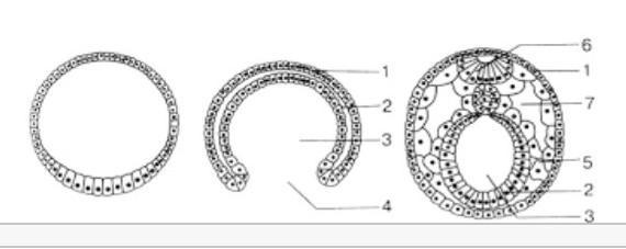Установите соответствие между характеристиками и структурами эмбриона обозначенными цифрами на схеме