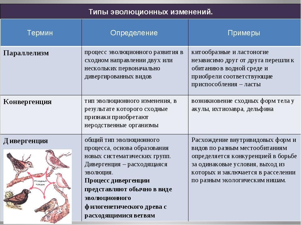 Схема результаты эволюции