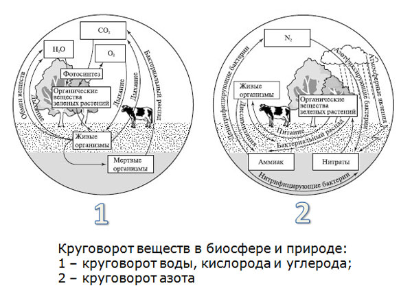 Круговорот элементов в биосфере схема