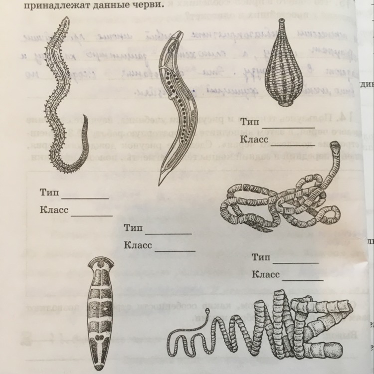 Тесты по червям 7. Тип черви биология 7 класс. Задания по биологии черви. Типы червей рисунок. Задания плоские черви по биологии 7 класс.