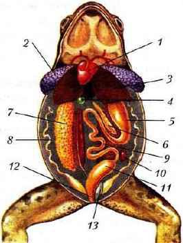 Укажите системы органов амфибий обозначьте органы лягушки изображенные на рисунке