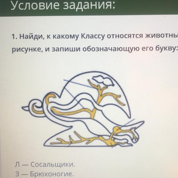 К какому подцарству типу относят животное изображенное на рисунке что обозначено буквами а и б