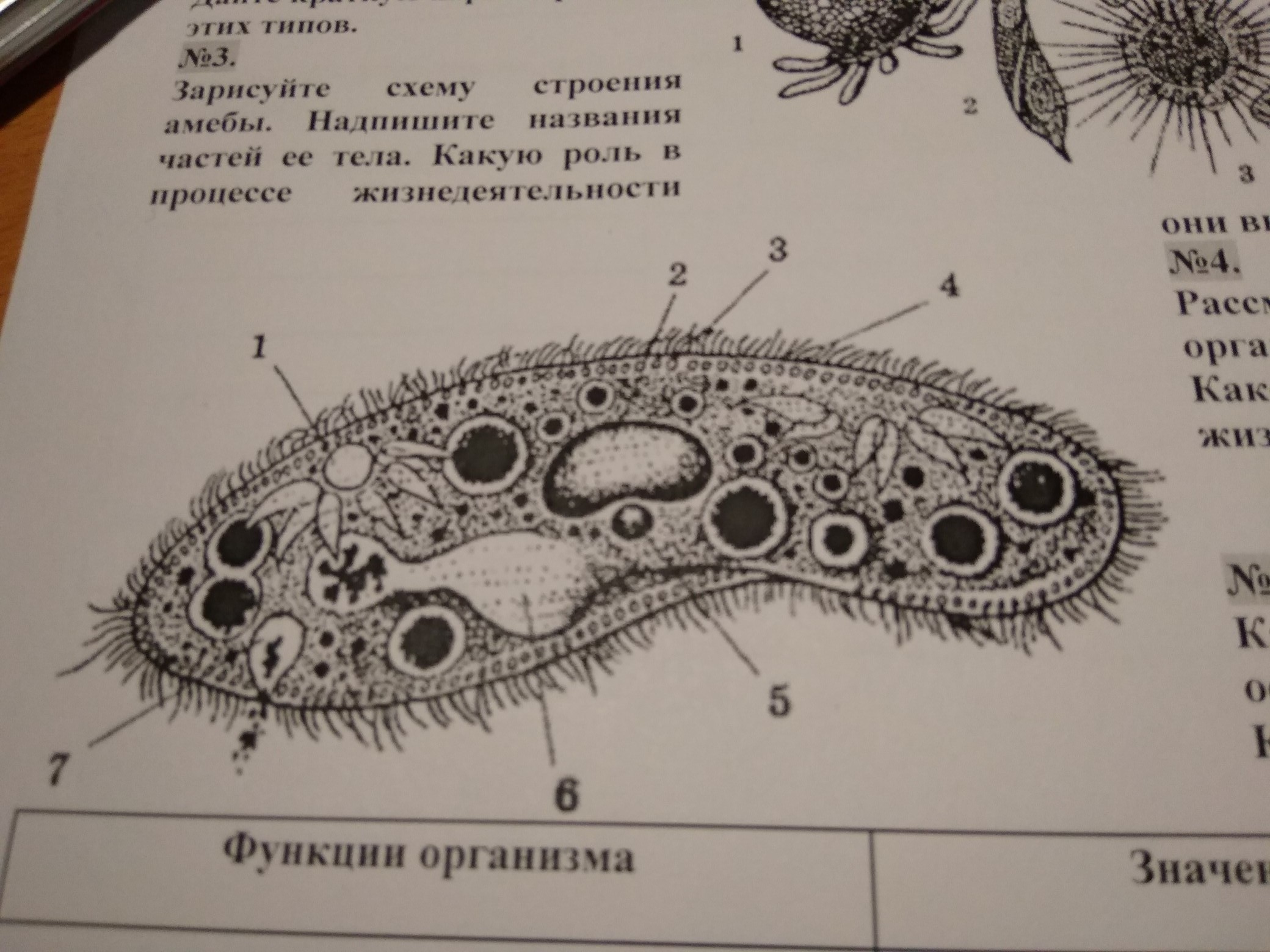 Укажи функцию органоида обозначенного на схеме строения амебы цифрой 2