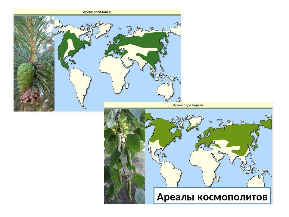 Карта произрастания березы в россии