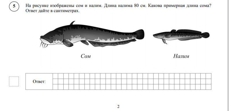 На рисунке изображены сом и налим длина