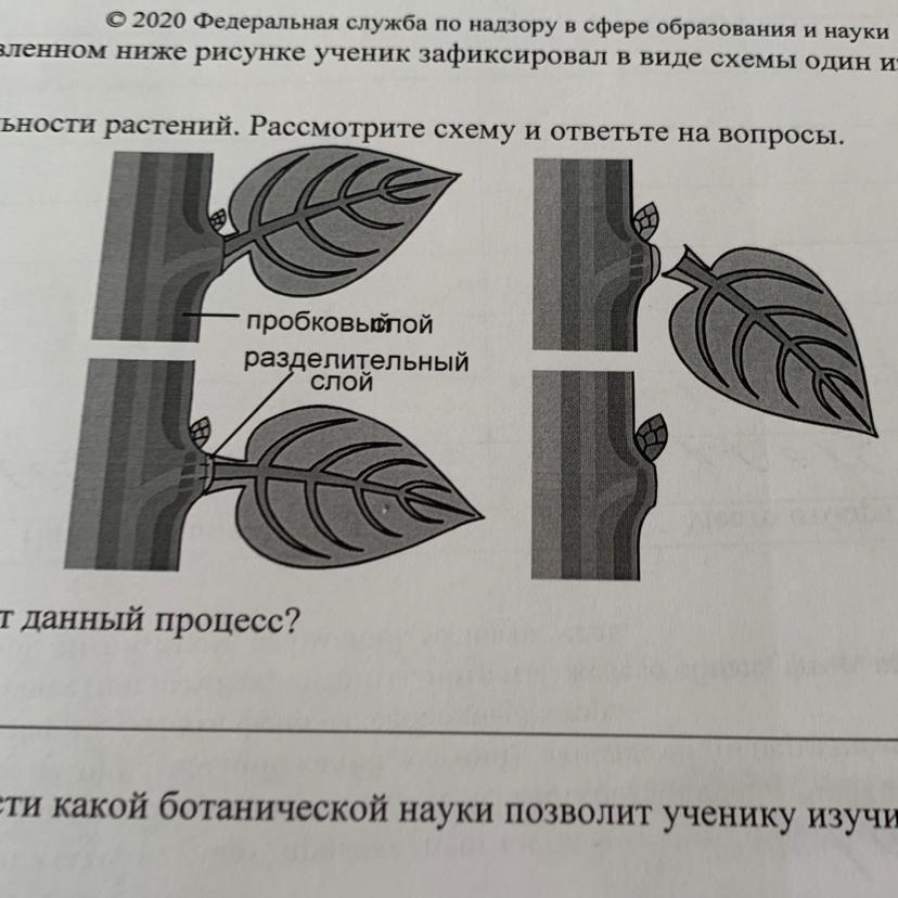 На представленном ниже рисунке ученик увидел один из процессов жизнедеятельности растений 6 класс