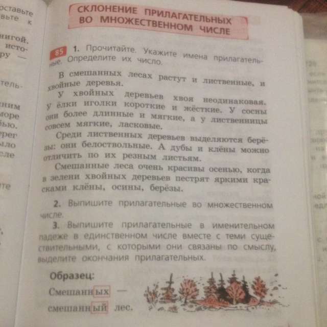 Русский упражнение 85. Упражнение 85 по русскому языку 4. в смешанных лесах растут.