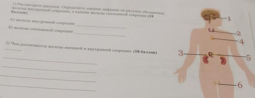 На рисунке железа смешанной секреции обозначена цифрой тест 12