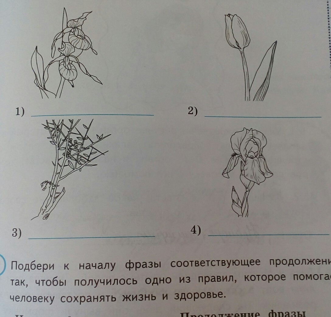 Далее представлены изображения животных запиши на строчках ниже