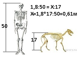 На рисунке изображены скелеты человека и собаки известно