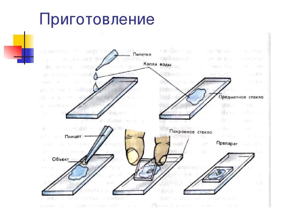 На рисунке художник перепутал последовательность действий при приготовлении микропрепарата