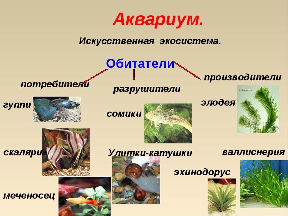 Экосистема аквариума схема