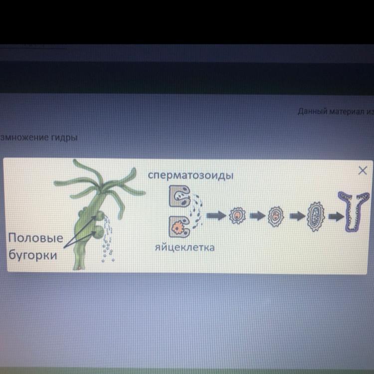 К какому типу относится изображенное на рисунке размножение гидры