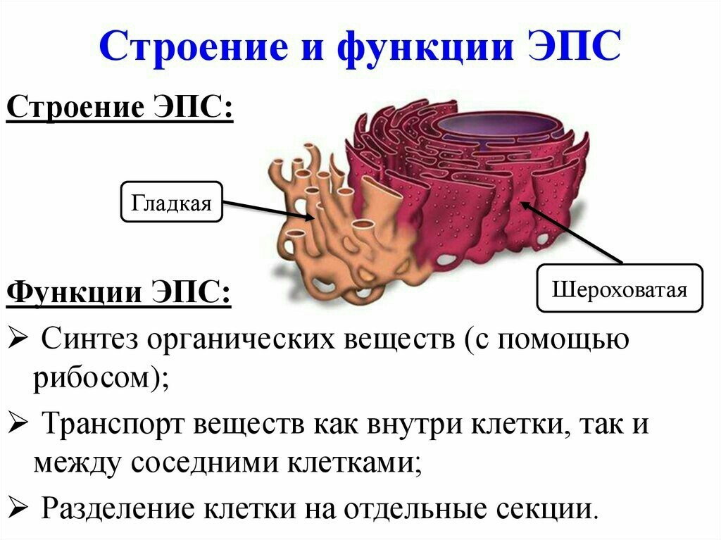 Эпс схема строения