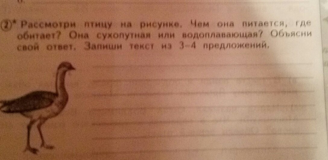 Рассмотрим птицы. Рассмотри птицу на рисунке чем она питается где. Рассмотрим птицу на рисунке чем она питается где обитает. Рассмотрите птицу на рисунке чем она питается. Рассмотрите птицу на рисунке чем.