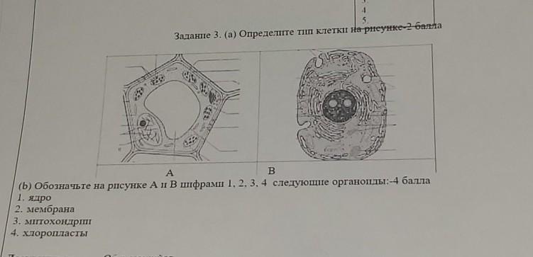 Определите органоид обозначенный на рисунке цифрой 5. Подпишите названия органоидом изображеныъ на рисунке. Кроссворд на тему органоиды клетки.