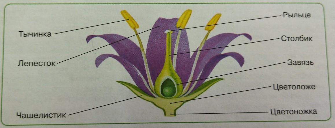 Тесты по цветковым растениям. Цветы второго порядка. Лабораторная работа изучение органов цветкового растения 10 класс. Генеративный орган цветкового растения 4 буквы. Лабораторная работа по биологии 5 класс органы цветкового растения.