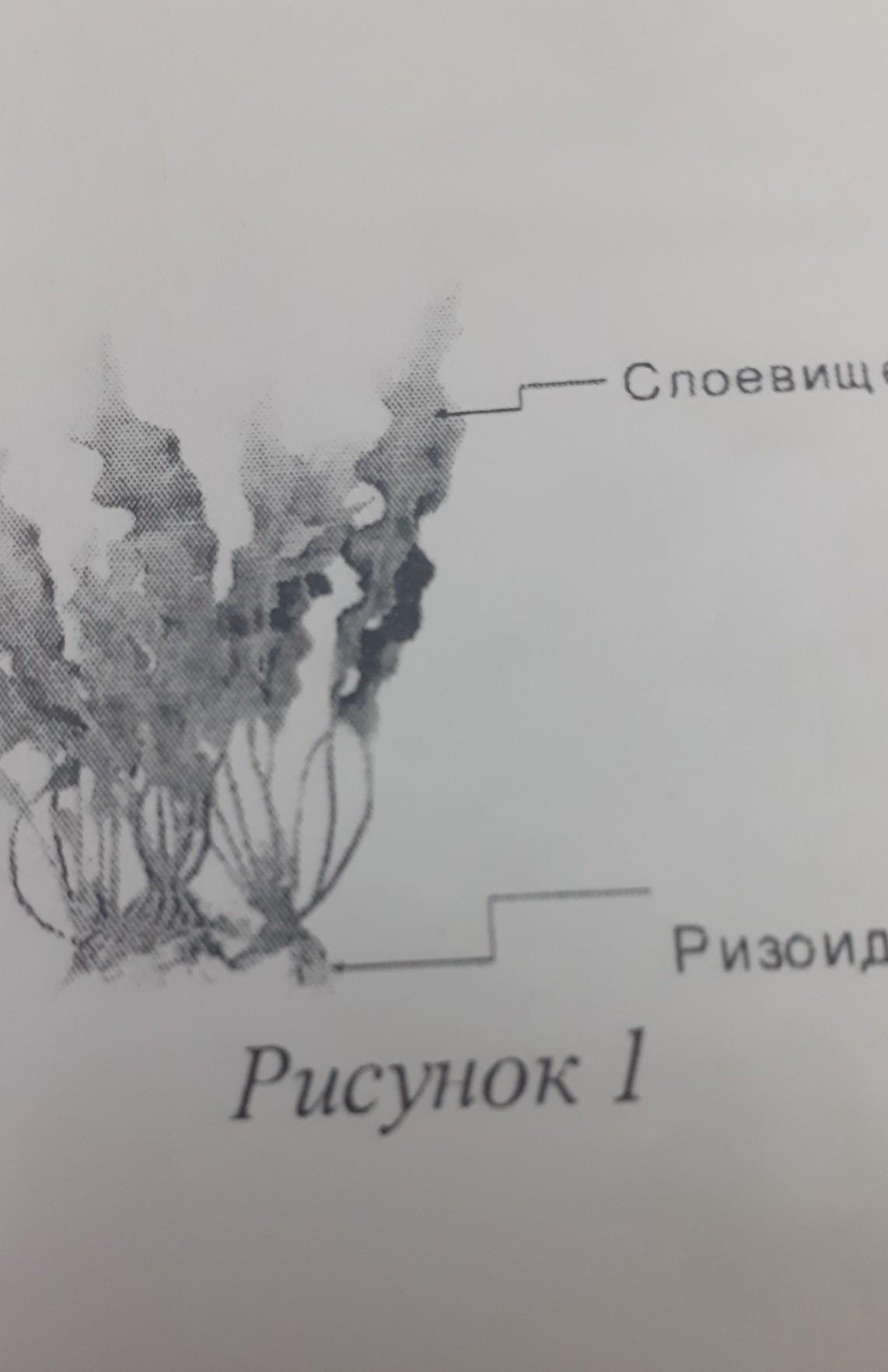 К какому классу относят растение ткань которого показана на рисунке 1 двудольные хвойные папоротники