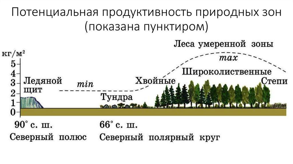 Увеличение природный. Потенциальная продуктивность природных зон. Биологическая продуктивность природных зон. Биологическая продуктивность природных зон России. Увеличение биологической продуктивности природных зон.