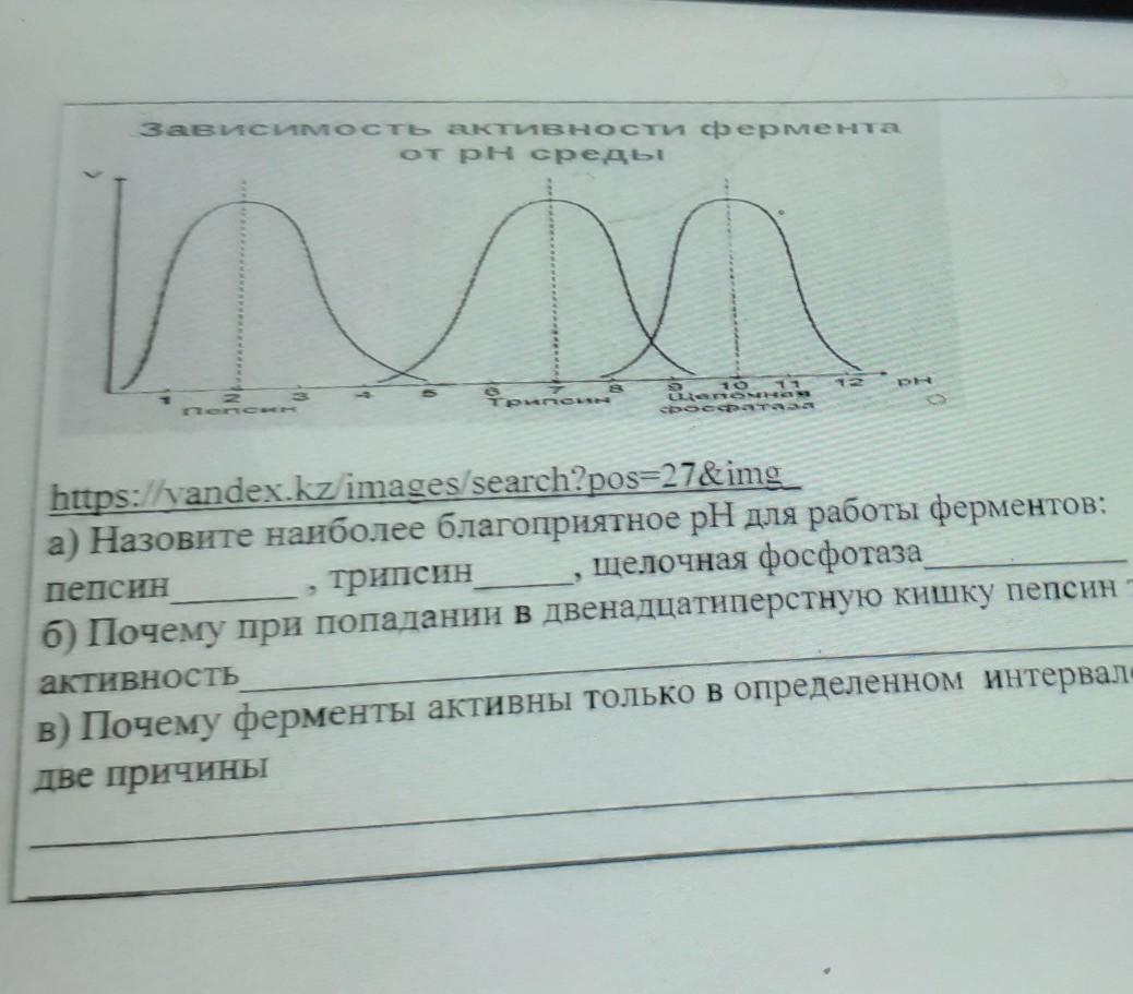 Активность трипсина. Зависимость активности ферментов от PH. Зависимость ферментативной активности от РН среды. Зависимость ферментов от PH среды. Зависимость активности пепсина трипсина амилазы от РН среды.