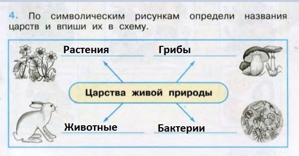 Царство живой природы 3 класс окружающий мир схема