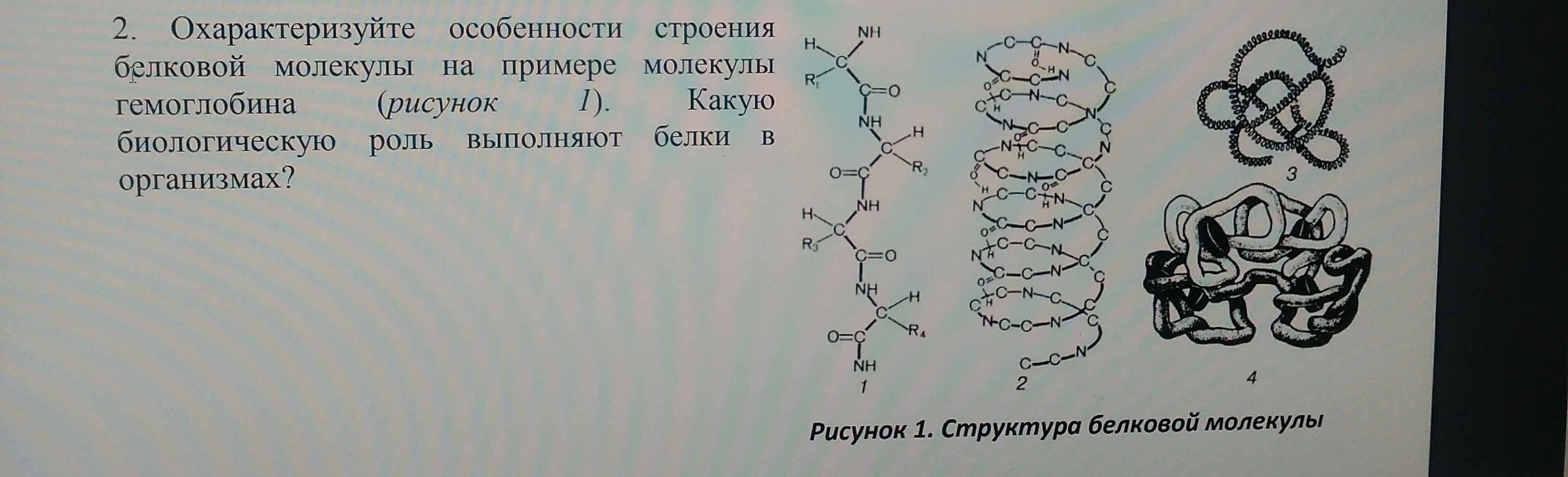 Какой биологический процесс изображен на рисунке