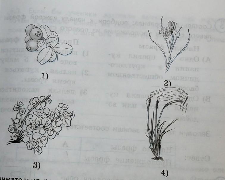 Рассмотрите рисунок растительное. Изображение ковыля карликовой березы ириса брусники. Какие растения встречаются в природе в зоне а а какие в зоне б. Ландыша тюльпана Ирис и сосна названия расстений. Какие растения см п 3 2 встречаются в природе в зоне а а какие в зоне б.