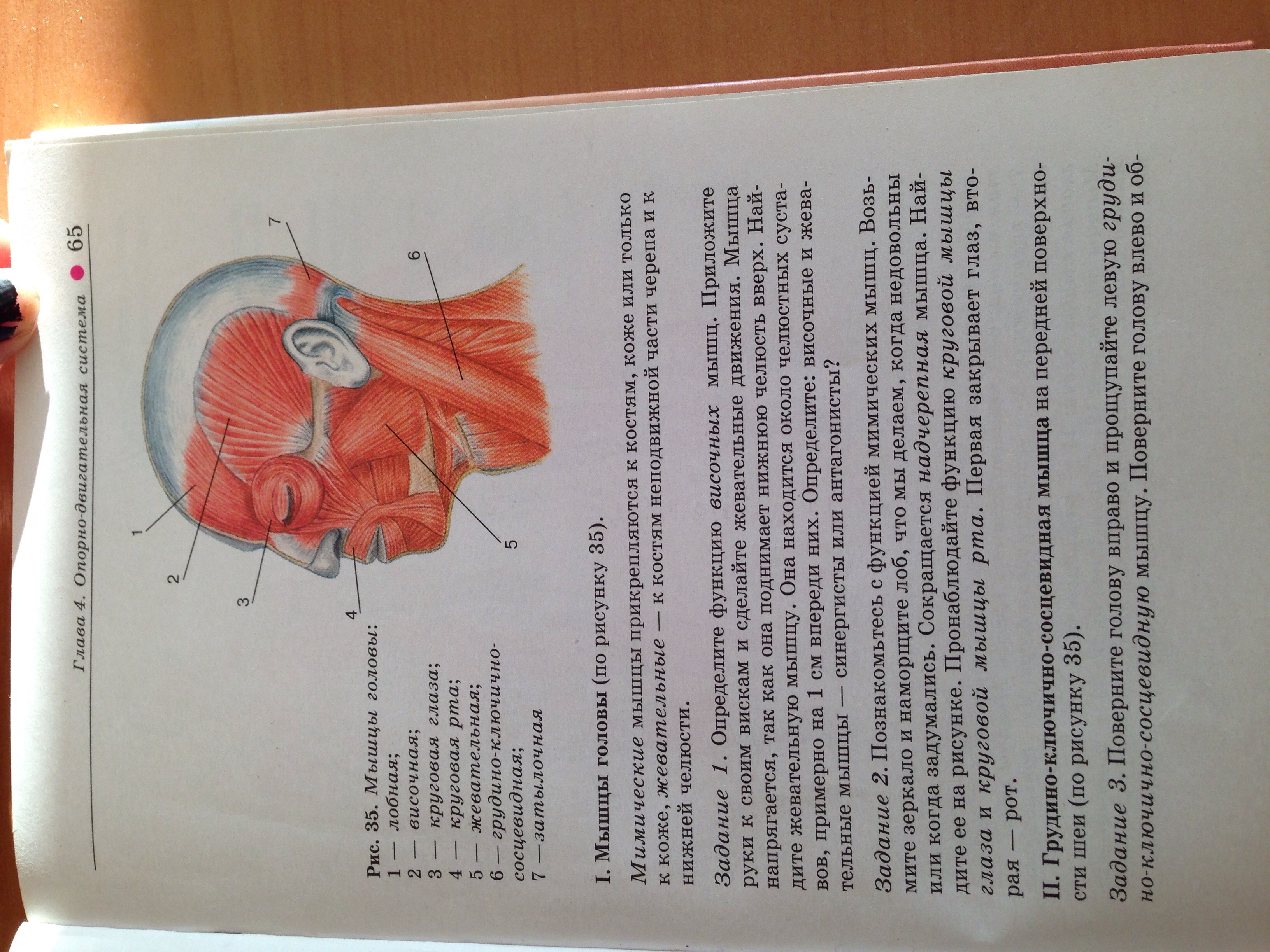 Мышцы и их функции