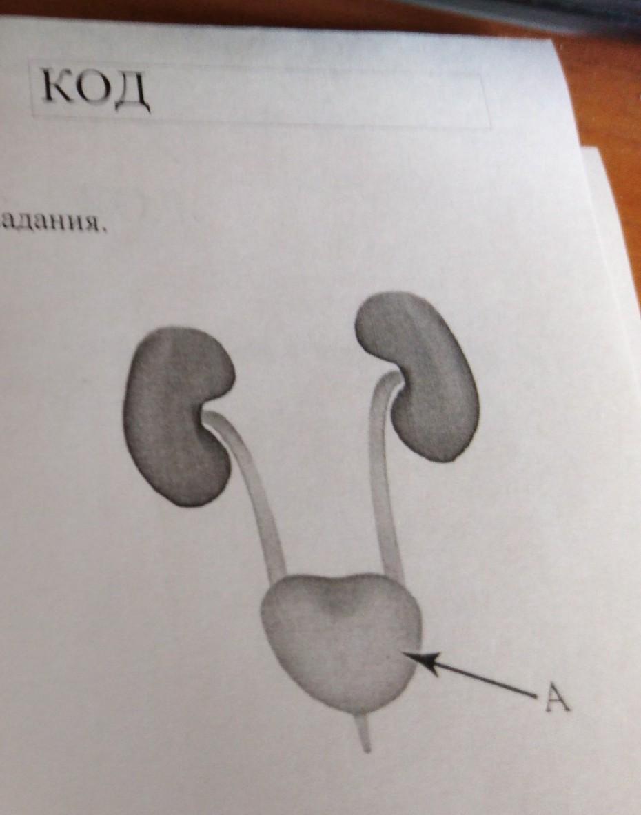 Как называется орган человека обозначенный на рисунке буквой а