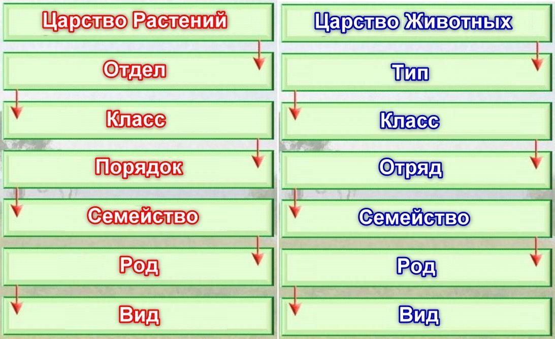 Схема вид род семейство отряд класс подтип тип царство