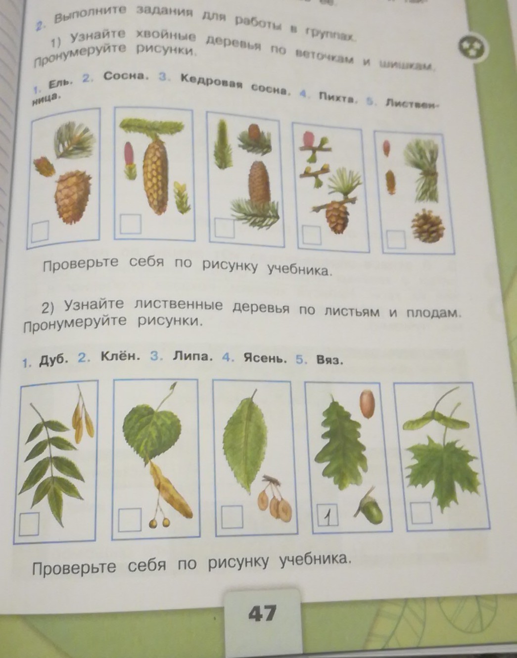 Пронумеруй рисунки. Узнайте лиственные деревья по листьям и плодам. Узнай лиственные деревья по плодам. Рисунки лиственных деревьев по плодам. Узнай лиственные растения по плодам.