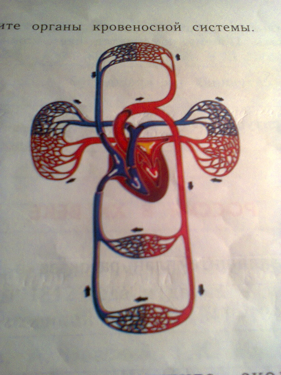 Кровеносная система фото с описанием